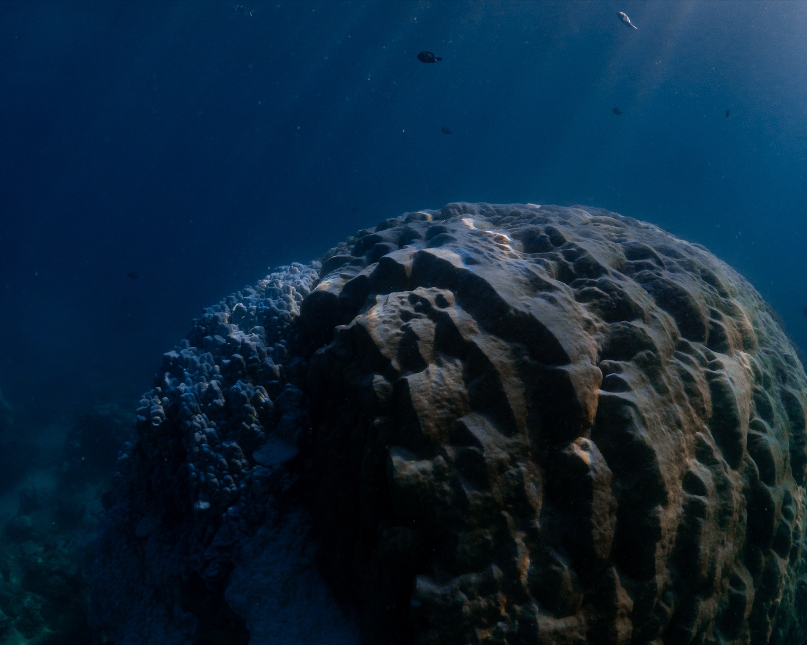 Waterhabitate bleech ningaloo